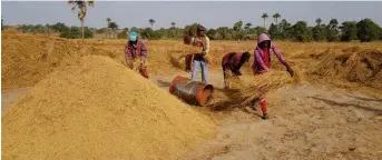  ??  ?? Workers manually thresh rice on a farm in Lafiagi.