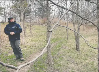  ?? DAN JANISSE ?? Gina Pannunzio of the Essex Region Conservati­on Authority checks out trees at Malden Park that were planted for the first Earth Day tree-planting 20 years ago. Ontario is eliminatin­g the 50 Million Tree Program.