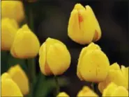  ?? TED S. WARREN — THE ASSOCIATED PRESS FILE ?? In this file photo, tulips planted in a field near Mount Vernon, Wash. glisten with rain drops. The area is host to the Skagit Valley Tulip Festival.