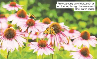  ??  ?? Protect young perennials, such as echinacea, through the winter and plant out in spring
