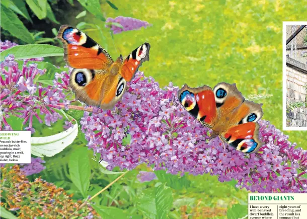  ??  ?? GROWING WILD
Peacock butterflie­s on nectar-rich buddleia, main; growing in a wall, top right; Buzz Violet, below