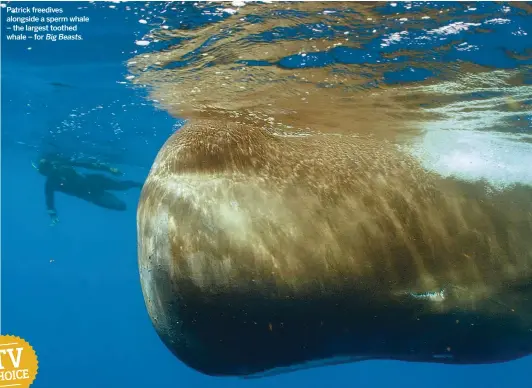  ??  ?? Patrick freedives alongside a sperm whale – the largest toothed whale – for Big Beasts.