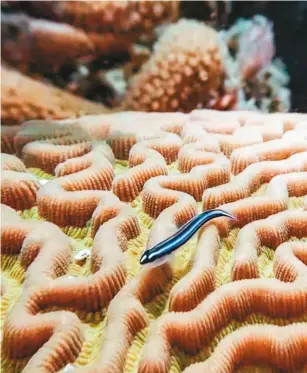  ??  ?? Coral del arrecife de Varadero.