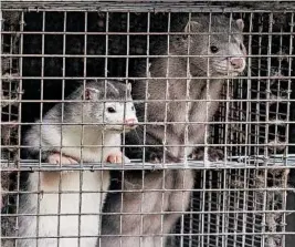  ?? HENNING BAGGER/RITZAU SCANPIX ?? In Denmark, the coronaviru­s has shifted fromhumans to mink and back to humans — and has mutated in the process Above, minks seen in a cage Oct. 9 on a Danish farm.