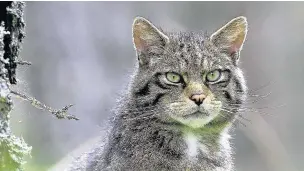  ?? Mark Hamblin ?? ●● The Scottish wildcat