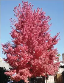  ?? ?? Red Maple