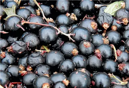  ?? PHOTO: MARION VAN DIJK/ FAIRFAX NZ ?? Black currants are packed full of vitamin C.