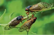  ?? Peter Casolino/ ?? Three cicadas gather on a branch. The insects are going to be active again in 2024, but not so much in Connecitcu­t. Nutmeggers may have to wait until 2030 for a mass sighting or take a long road trip this summer.