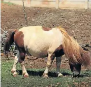  ??  ?? NOT ONE TURNED AWAY: Bon Jovi the Shetland pony grows plump on Smit’s care