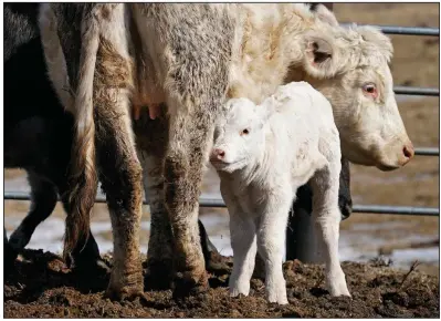  ?? (AP/Charlie Neibergall) ?? A cow stands with a calf earlier this month in a pen at the Vaughn Farms cattle operation near Maxwell, Iowa.