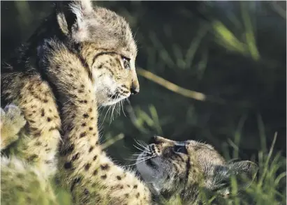  ?? Foto: EFE ?? Trotz der vielen Todesfälle sollen in Lorca wieder zehn Luchse ausgewilde­rt werden.