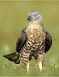  ??  ?? Once a Honey Buzzard gets a sense that a wasp or bee nest is nearby, the hunt will be on to find it. Ground-nesting wasps can be very discrete early in the season, and birds may have to spend time on the ground to locate their prize.