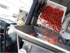  ??  ?? Tomatoes drop into a container as workers prepare the ingredient­s.