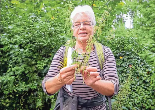  ??  ?? Heike Dreppenste­dt schreibt auch der bekannten Brennnesse­l jede Menge positive Eigenschaf­ten zu.