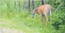  ??  ?? A deer makes its way through the back of an Enfield property in the summer of 2020.