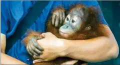  ?? AFP ?? An officer holds an orangutan baby rescued from smuggling attempt.