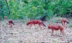  ?? CI CAMBODIA ?? A pack of dhole captured on a camera trap in the central Cardamom Mountains in March 2024.