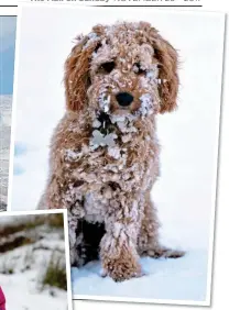  ??  ?? WINTER’S HERE: Honey the cockapoo, above, feels the chill. But it was fun and games for one youngster sledging in the snow-covered Kilpatrick Hills, main image, north of Glasgow