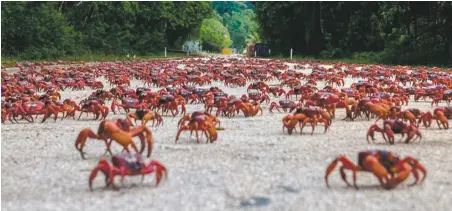  ??  ?? Detained human migrants (and millions of migrating crabs) struggle to survive in Island of the Hungry Ghosts, at Jean Cocteau Cinema