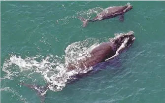  ?? JOHN CARRINGTON, THE ASSOCIATED PRESS ?? A female right whale swims with her calf a few kilometres off the U.S. coast. Scientists watching for baby right whales have yet to spot a single newborn seven weeks into the endangered species' calving season, a dry spell researcher­s haven’t seen in...