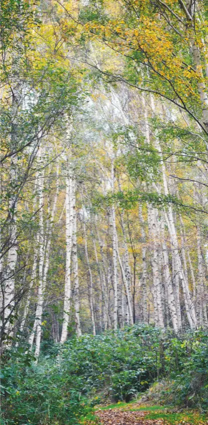  ??  ?? Where myths live and spirits dwell: entering the birch grove at Holme Fen, Cambridges­hire, is like passing into legend