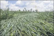  ?? ROBERT FRANKLIN — SOUTH BEND TRIBUNE VIA AP ?? The path of a possible tornado is evident in a cornfield after a powerful storm Aug. 11 in Wakarusa, Ind.