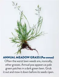  ??  ?? ANNUAL MEADOW GRASS ( Poa annua)
Often the worst lawn weeds are, ironically, other grasses. Annual poa appears as pale green patches in a dark green lawn. Grub it out and mow it down before its seeds ripen.