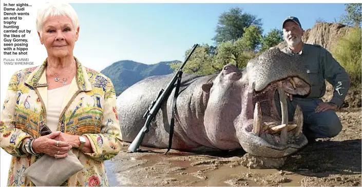  ?? Picture: KARWEI TANG/ WIREIMAGE ?? In her sights... Dame Judi Dench wants an end to trophy hunting carried out by the likes of Guy Gorney, seen posing with a hippo that he shot