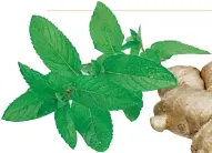  ??  ?? Mint
Not just a mouth freshner, mint aids digestion and clears congested nose and throat