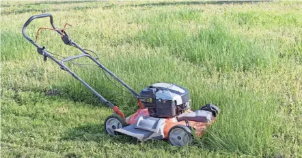  ?? GETTY IMAGES ?? No Mow May can present some serious lawn maintenanc­e challenges in June.