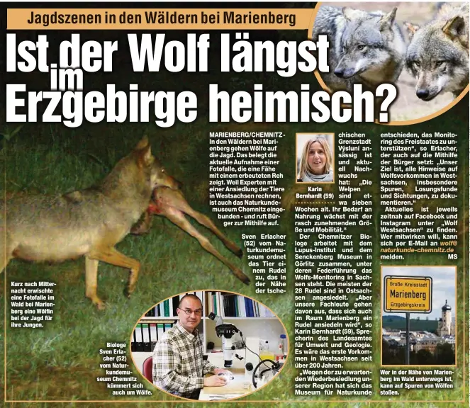  ??  ?? Kurz nach Mitternach­t erwischte eine Fotofalle im WaldbeiMar­ienberg eine Wölfin bei der Jagd für ihre Jungen.
Biologe
Sven Erla
cher (52) vom Naturkunde­museum Chemnitz kümmert sich
auch um Wölfe.
Karin Bernhardt (59)
Wer in der Nähe von Marienberg im Wald unterwegs ist, kann auf Spuren von Wölfen stoßen.