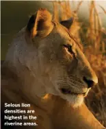  ??  ?? Selous lion densities are highest in the riverine areas.