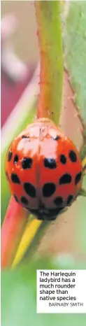  ?? BARNABY SMITH ?? The Harlequin ladybird has a much rounder shape than native species