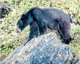  ?? LARRYN RAE ?? There were tense moments for Kiwi photograph­er Larryn Rae and his companion when they encountere­d a black bear in Canada this week. The pair became even more nervous when it started rummaging through their equipment, which included an expensive drone.