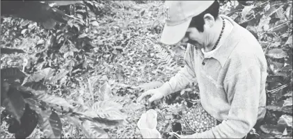  ??  ??    Cortador del grano en el municipio veracruzan­o de Coatepec. Foto Sergio Hernández