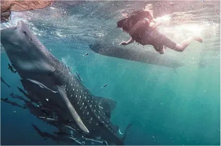  ?? — Photos: ricky MASIWA ?? the writer getting up close and personal with whale sharks in the Sulawesi Sea.