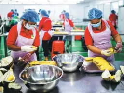  ?? XU KANGPING / FOR CHINA DAILY ?? Workers package durians at the TRL company in Malaysia.