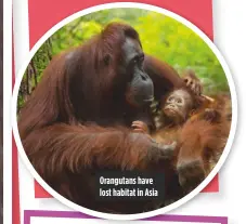  ??  ?? orangutans have lost habitat in asia