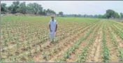  ?? SANJEEV KUMAR/HT ?? A farmer in his cotton field in Mehma Sarjan village in Bathinda on Sunday.