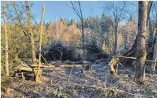  ?? FOTOS: TANJA BOSCH ?? Im Rindenmoos­er Wald ist der Biber sehr aktiv ...