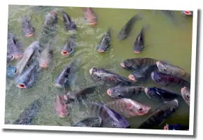  ??  ?? Tilapia feeding s               shrimp (top); Fresh white leg shrimp in market