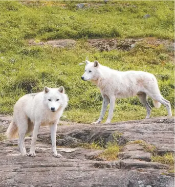  ??  ?? Vous avez déjà rêvé de dormir avec les loups? – Gracieuset­é