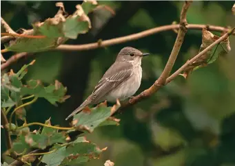  ?? ?? TWO: Spotted Flycatcher (Spurn, East Yorkshire, 29 September 2007). This Spotted Flycatcher is typically long and sleek with very long wings and a relatively long tail, longer than that of Brown Flycatcher. The blurry streaking on the breast and flanks and also on the forehead and crown are diagnostic of Spotted Flycatcher. Note also the lack of prominent pale lores, the relatively smalllooki­ng eye and the wholly dark-looking bill. The obvious pale tips to the wing coverts indicate that this is a fresh first-winter bird.