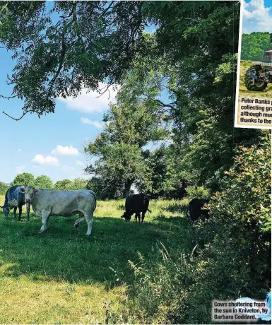  ?? ?? Cows sheltering from the sun in Kniveton, by Barbara Goddard.