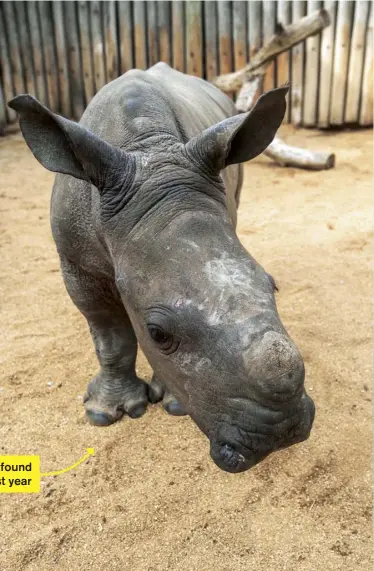  ??  ?? Rainbow, a two-month-old rhino found alone in Kruger National Park last year