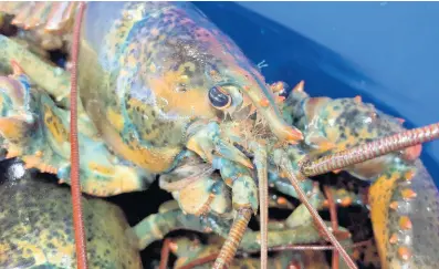  ?? AP ?? A lobster sits atop others at The Lobster Company, in Arundel, Maine.