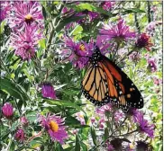  ?? Donnis Hueftle-Bullock ?? Shown above, a Monarch butterfly drinks the nectar from New England Asters.