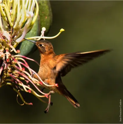  ?? ?? Rayito brillante ( Aglaeactis cupripenni­s) chupa el néctar de la flor del gañal al mismo tiempo que recoge en sus plumas el polen de los estambres.