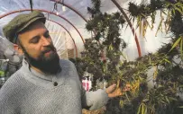  ?? NICK MIROFF FOR THE WASHINGTON POST ?? Marijuana club operator Marco Algorta is growing a strain known as ‘Colombian Red’ in a rooftop greenhouse in Montevideo, Uruguay, the world’s first nation to fully legalize cannabis.