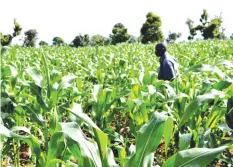  ??  ?? Local scientists say they have developed new heat and drought-tolerant varieties of maize